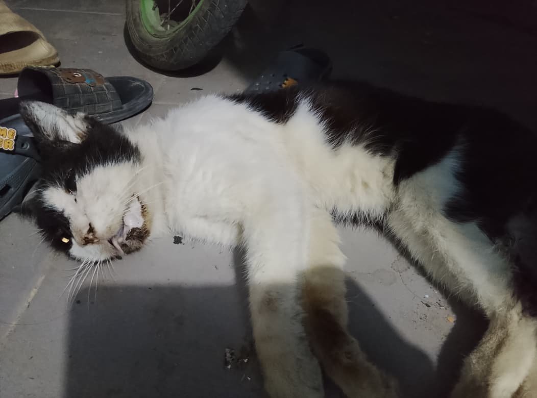 matinya-kucing-tetangga